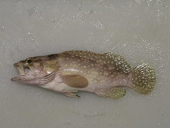 Epinephelus summana