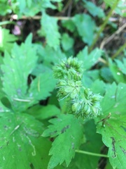 Hydrophyllum tenuipes