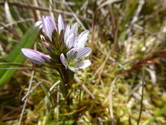 Gentianella corymbosa