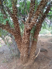 Zanthoxylum chalybeum