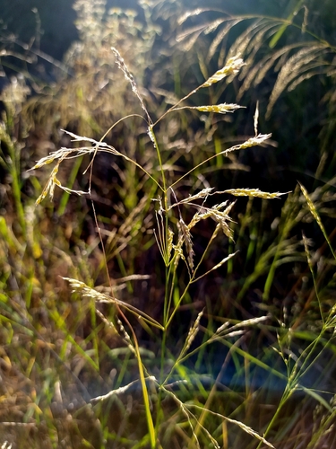 Smilo Grass