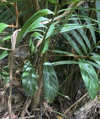 Calamus moti