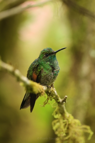 Stripe-tailed Hummingbird