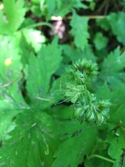 Hydrophyllum tenuipes