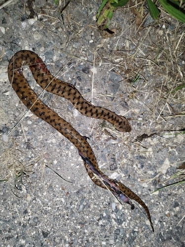 Vipera aspis aspis