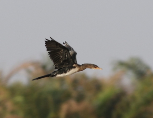 iNaturalist: (c) Marina Nikonorova, some rights reserved (CC BY-NC), uploaded by Marina Nikonorova iNaturalist image