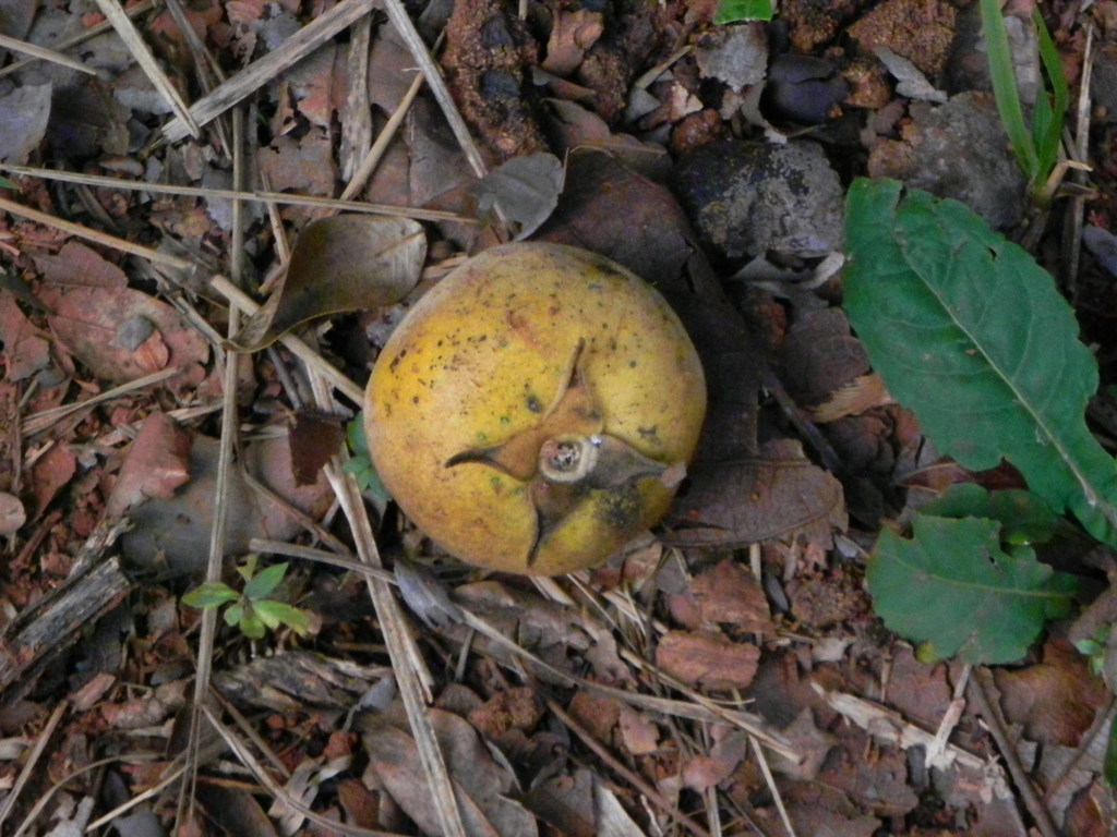 Diospyros lasiocalyx