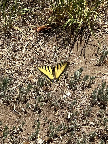 Canadian Tiger Swallowtail