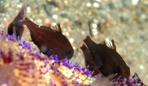 Luminous cardinalfish (Siphamia tubifer) — Apogonidae — 4