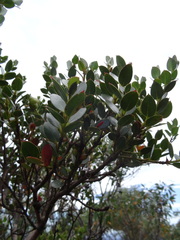 Eucalyptus vernicosa