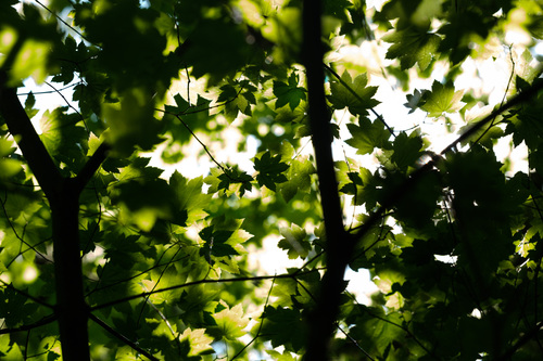 Vine Maple