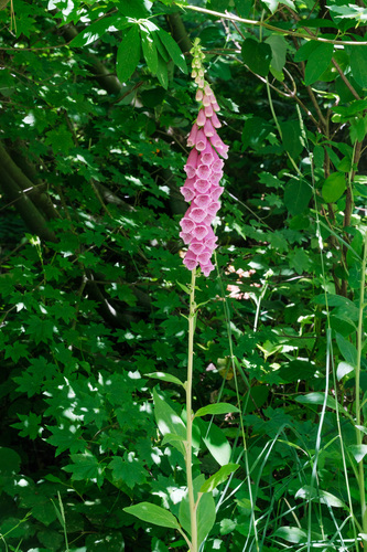 purple foxglove