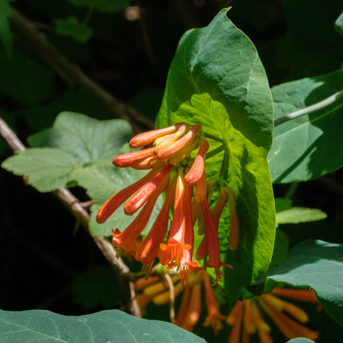 orange honeysuckle