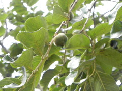 Diospyros lasiocalyx