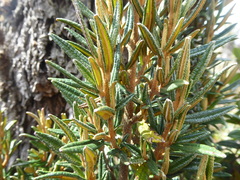 Miconia salicifolia