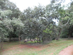 Diospyros lasiocalyx
