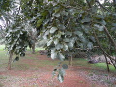 Diospyros lasiocalyx