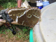 Morpho helenor achillides