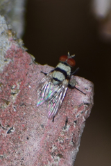 Anthomyia illocata