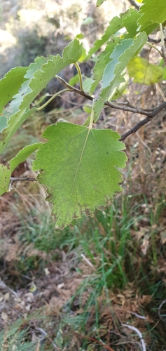 Hoheria lyallii observed 2026-05-20
