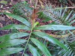 Calamus australis