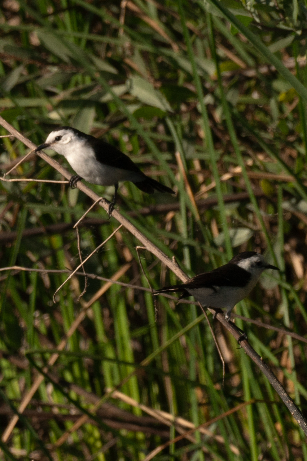 Pied Water Tyrant (Fluvicola pica), photo 8