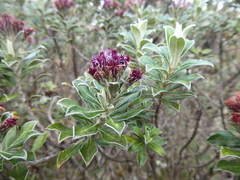 Linochilus rhododendroides