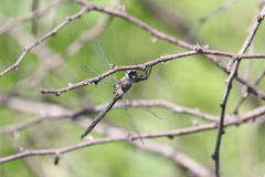 Epitheca petechialis