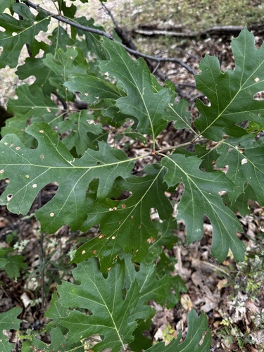 California black oak