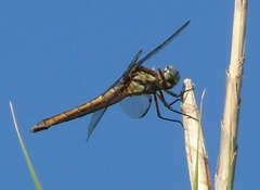 Libellula comanche