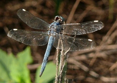 Libellula comanche