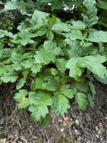 Pacific poison oak