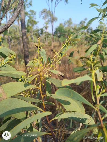 Acacia mimula observed 2026-05-29