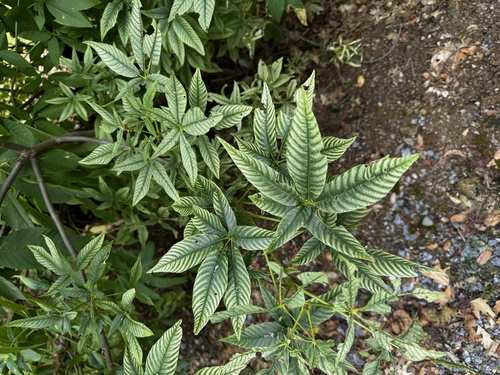 California buckeye