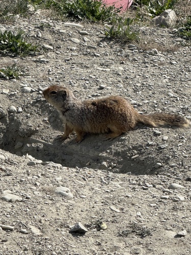 Берингийский суслик observed by vew17