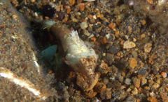 Synchiropus ocellatus