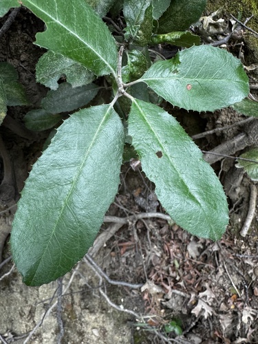 Toyon