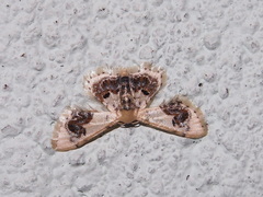 Idaea macrospila