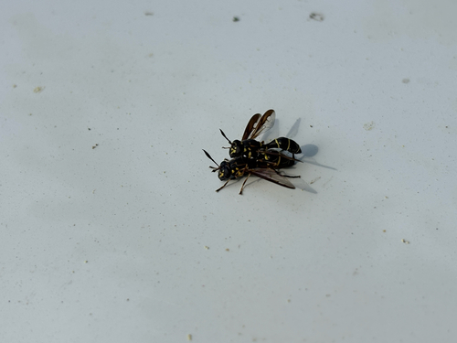iNaturalist observation photo of Williston's Wasp Fly