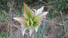 Hippeastrum glaucescens