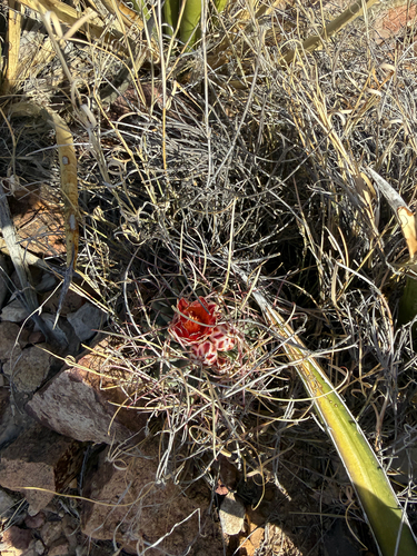 Chihuahuan fishhook cactus