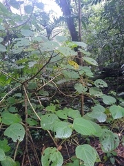 Dendrocnide moroides