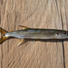 Pike-Characins - Photo (c) Jonathan (Jon) Armbruster, some rights reserved (CC BY)