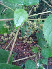 Dendrocnide moroides