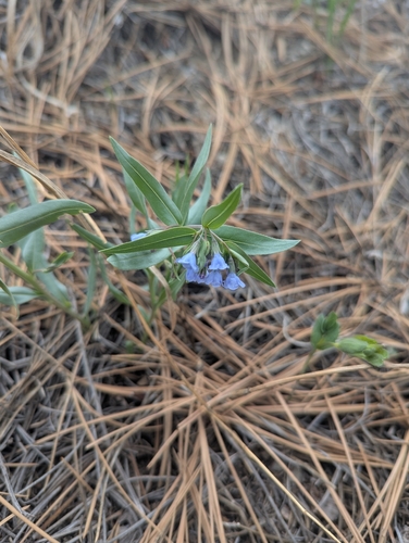 Mertensia lanceolata, photograph 4