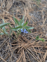 (c) Eric Watts, some rights reserved (CC BY) Mertensia lanceolata, photograph (c) Eric Watts, some rights reserved (CC BY)