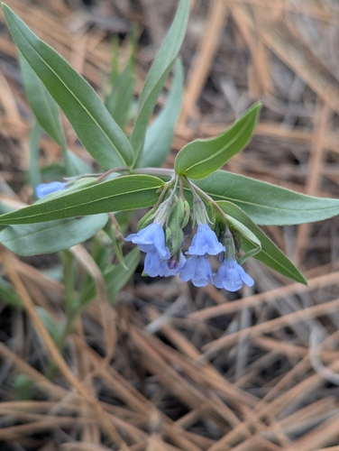 Mertensia lanceolata, photograph 5