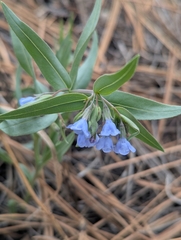 (c) Eric Watts, some rights reserved (CC BY) Mertensia lanceolata, photograph (c) Eric Watts, some rights reserved (CC BY)