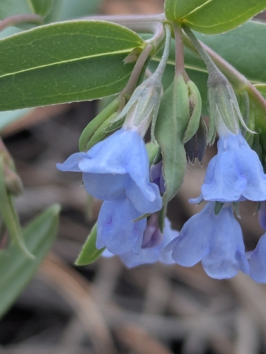 Mertensia lanceolata, photograph 6