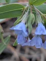 Mertensia lanceolata, photograph (c) Eric Watts, some rights reserved (CC BY)
